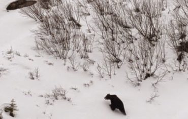 Viscol, ger, zapadă și un urs – Lacul Călțun, munții Făgăraș