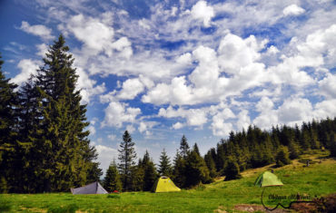 Ȋn căutarea rhodondendronului prin Ciucaş