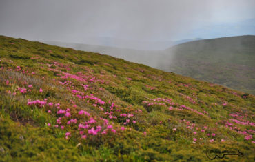 Aniversare și cântec! – ziua1 – Vf Gropşoarele, munții Ciucaș