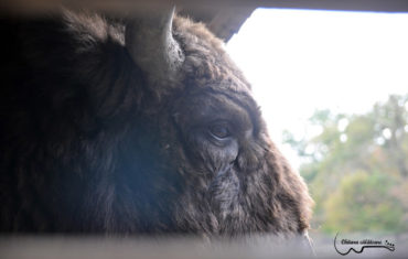 Plimbare prin Transilvania – operele lui Brancusi, zimbri, Ulpia Traiana, cetatea Devei si castelul Huniazilor