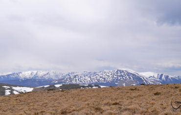 Flori, zapada si Sloeru Marcusanu