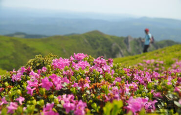 Ciucaș: cod roz de rhododendron pe vârful Gropșoarele